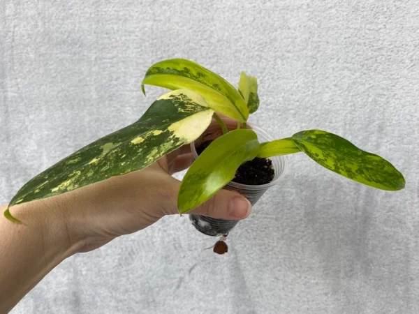 Philodendron domesticum variegated - Image 2