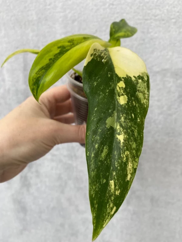 Philodendron domesticum variegated - Image 5