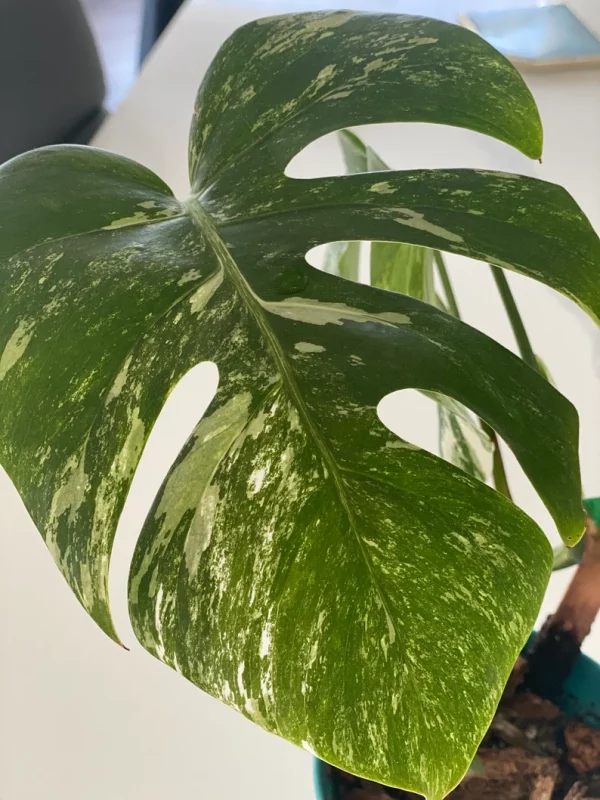 Monstera Albo FULL PLANT - Image 2