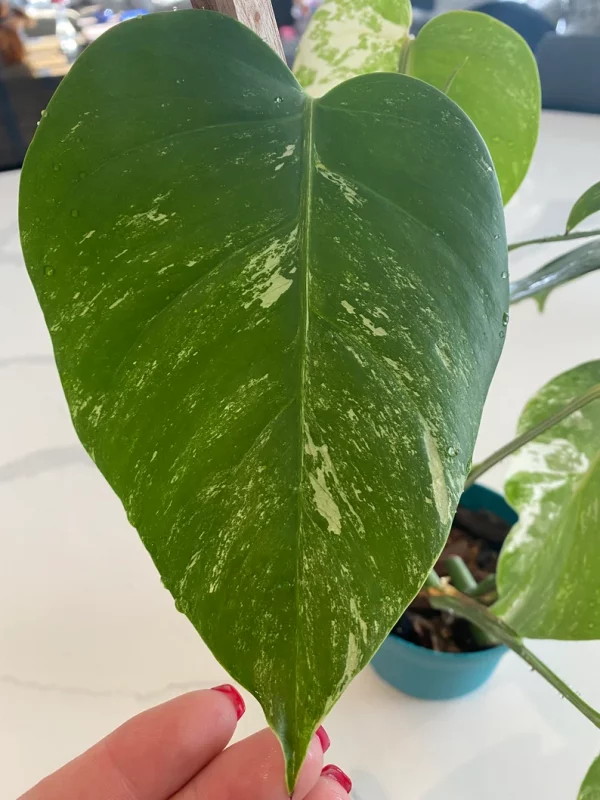 Monstera Albo FULL PLANT - Image 6