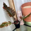 Highly Variegated Philodendron Caramel Marble rooted plant ( pic.2-9th), RARE#1 - Image 4
