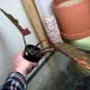 Highly Variegated Philodendron Caramel Marble rooted plant ( pic.2-9th), RARE#1 - Image 2