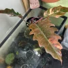 caramel marble philodendron