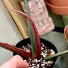 Highly Variegated Philodendron Caramel Marble rooted plant ( pic.2-9th), RARE#1 - Image 8