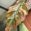 Highly Variegated Philodendron Caramel Marble rooted plant ( pic.2-9th), RARE#1 - Image 5