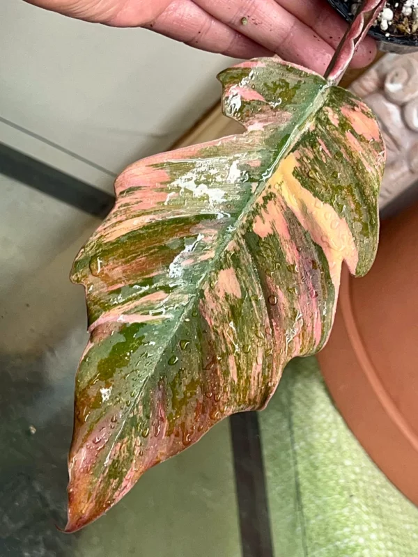 Highly Variegated Philodendron Caramel Marble rooted plant ( pic.2-9th), RARE#1 - Image 5