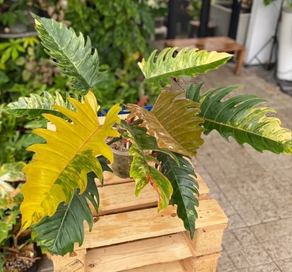 Rare Big Size Philodendron Caramel Marble Variegated Fully Rooted Plant 9 leaves - Image 4