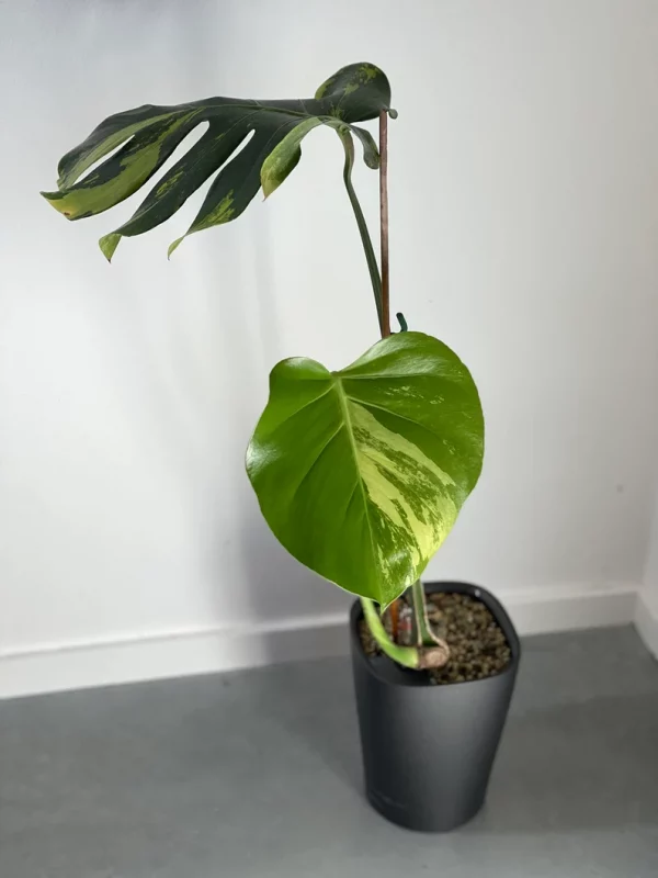 Monstera Deliciosa sport ‘green on green’ variegata - large form. Phyto included - Image 4