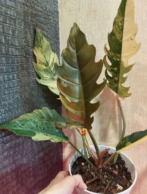 Philodendron Caramel Marble Plant Well Rooted Mother Plant - Image 3