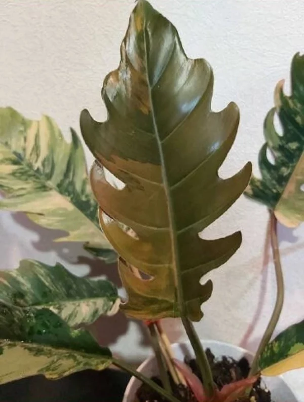 Philodendron Caramel Marble Plant Well Rooted Mother Plant - Image 5