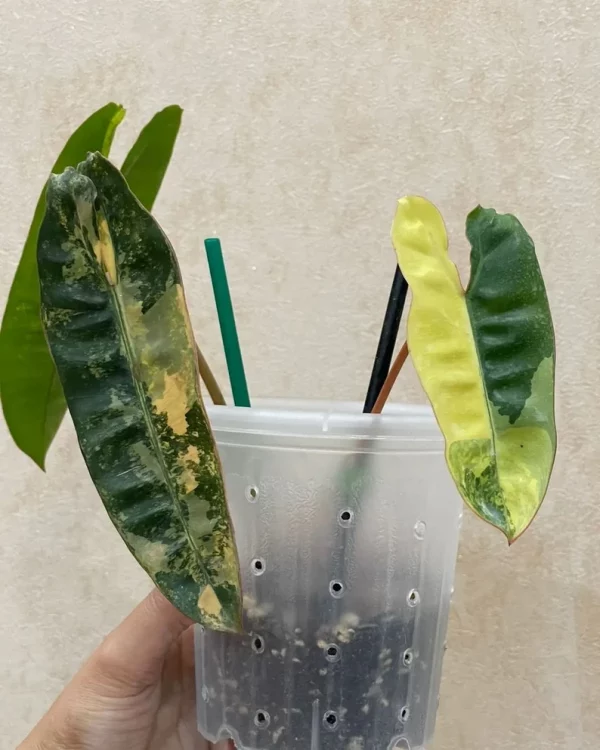 PHILODENDRON BILLIETIAE VARIEGATED - Image 2