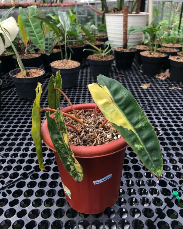 PHILODENDRON BILLIETIAE VARIEGATED - Image 6