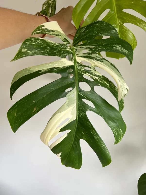 Variegated Monstera Deliciosa Albo Borsigiana 3 Leaf Mature Top Cutting With PHYTOSANITARY Certificate Included - Image 5