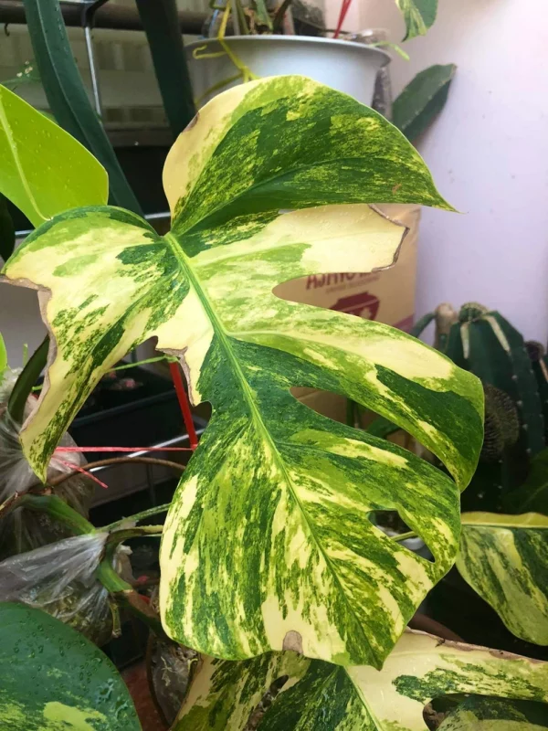 Monstera AUREA Variegated Borsigiana Live Plant Fully Rooted - Image 5