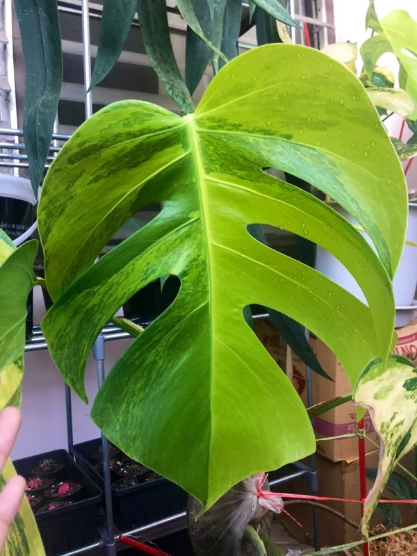 Monstera AUREA Variegated Borsigiana Live Plant Fully Rooted - Image 4