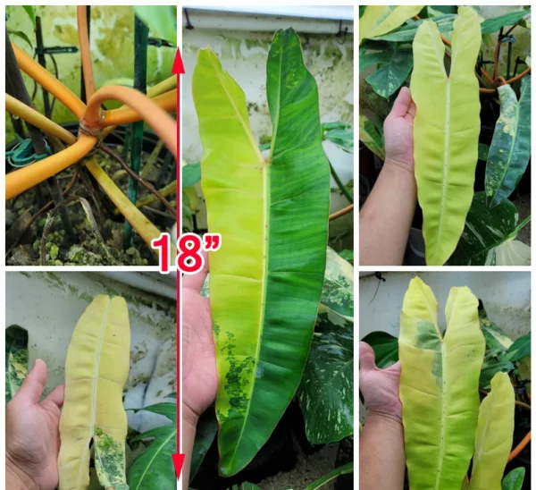 Premium Quality Variegated Billietiae - Extra RARE Collector Plant - Image 2