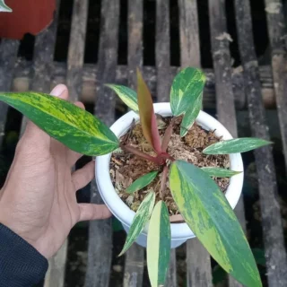 Philodendron Strawberry Shake Variegated - Free Phytosanitary