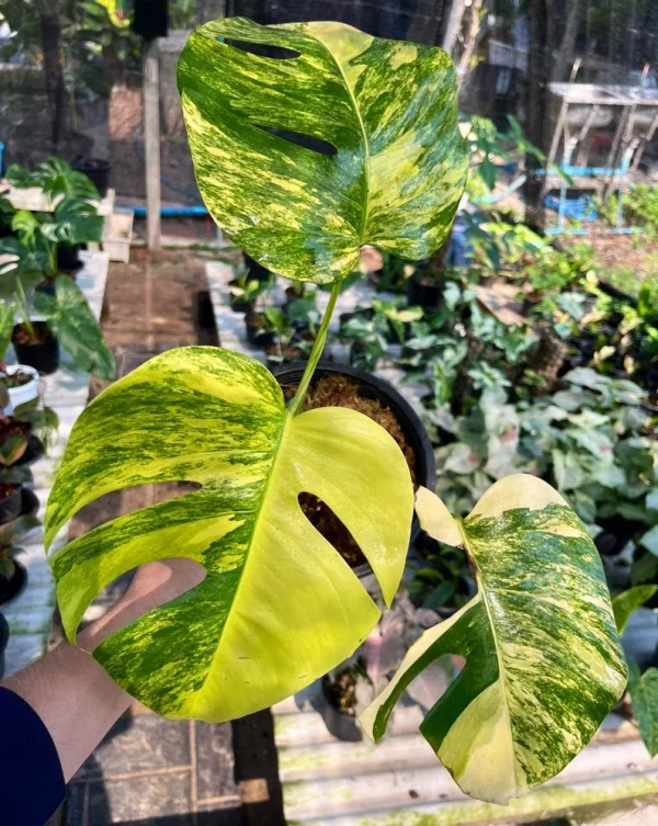 Monstera AUREA Variegated Borsigiana Live Plant Fully Rooted - Image 2