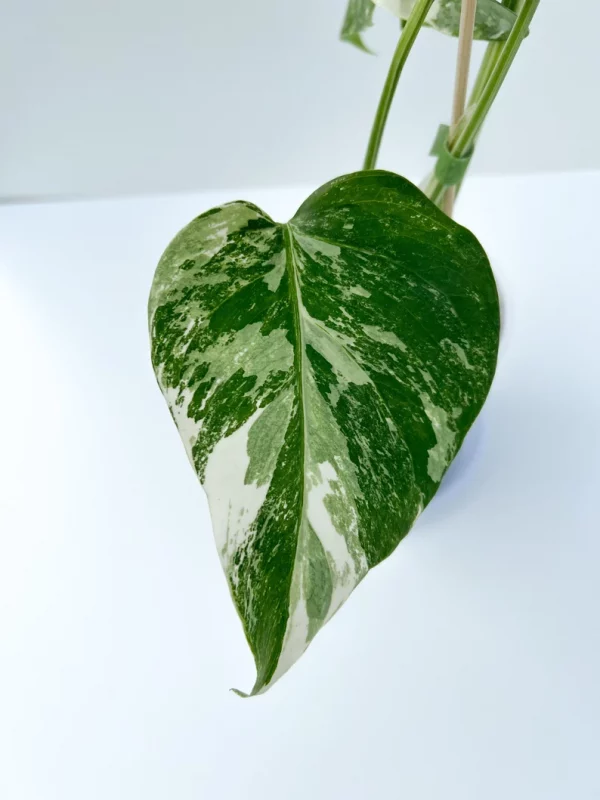 CE Monstera Albo fully rooted plant - Image 4