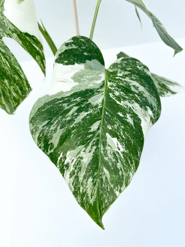 CE Monstera Albo fully rooted plant - Image 6