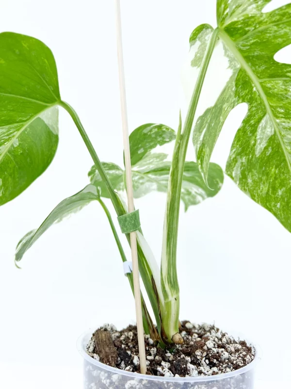 CE Monstera Albo fully rooted plant - Image 8