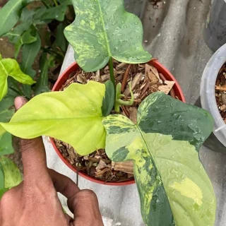 Philodendron Violin Variegated