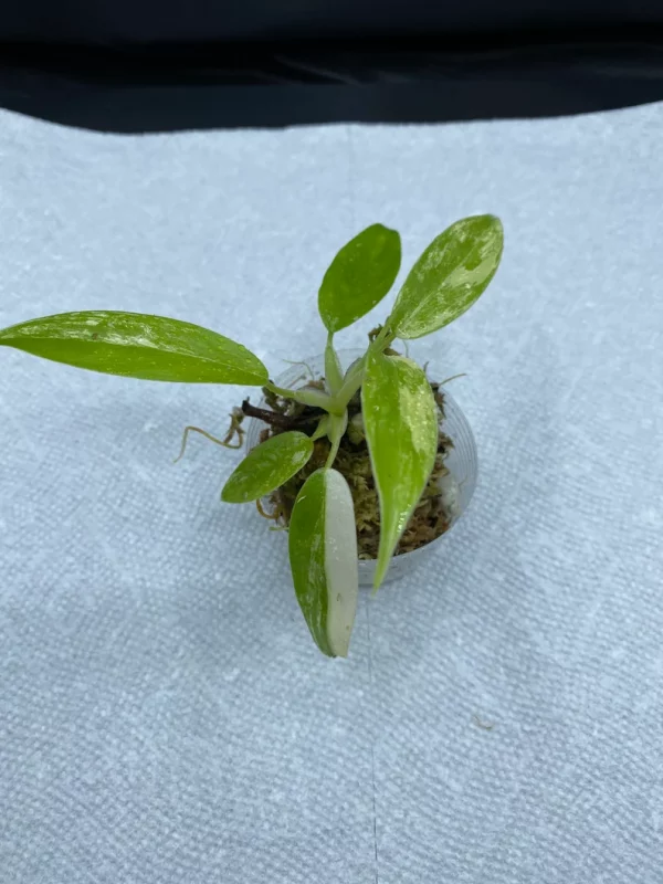 Philodendron Variegated Domesticum Babies. Fully Rooted.