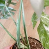 Very white: 4 Mature leafs + 1 in route - H40cm - Monstera Deliciosa variegated large form full rooted - Image 5
