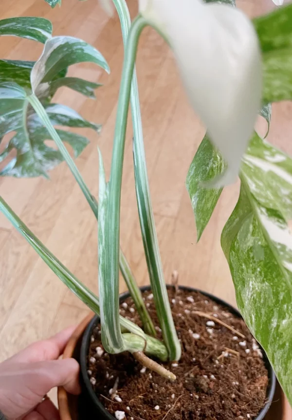 Very white: 4 Mature leafs + 1 in route - H40cm - Monstera Deliciosa variegated large form full rooted - Image 5