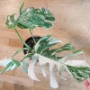 Very white: 4 Mature leafs + 1 in route - H40cm - Monstera Deliciosa variegated large form full rooted - Image 7