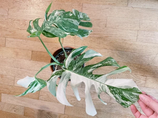 Very white: 4 Mature leafs + 1 in route - H40cm - Monstera Deliciosa variegated large form full rooted - Image 7