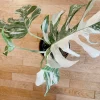 Very white: 4 Mature leafs + 1 in route - H40cm - Monstera Deliciosa variegated large form full rooted - Image 9