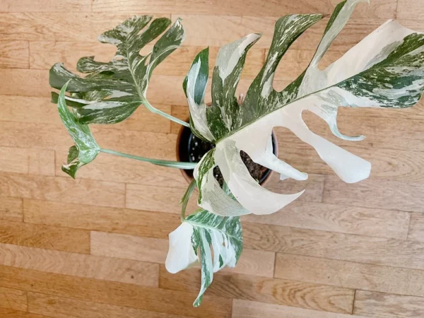 Very white: 4 Mature leafs + 1 in route - H40cm - Monstera Deliciosa variegated large form full rooted - Image 9