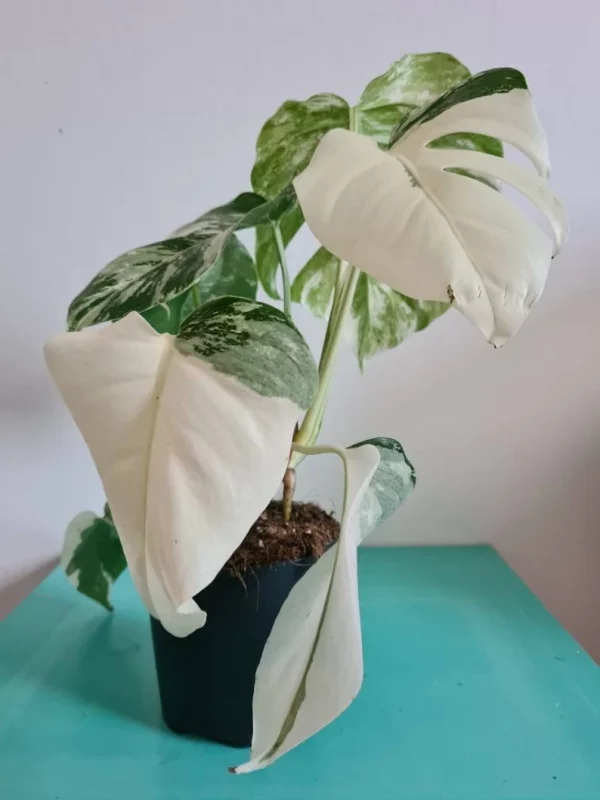 Highly variegated Monstera albo varigata - Image 12