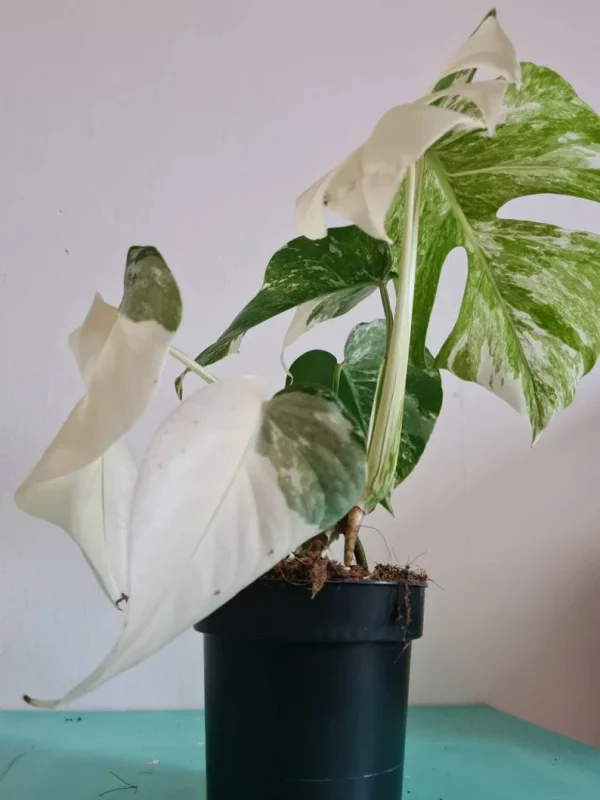 Highly variegated Monstera albo varigata - Image 5