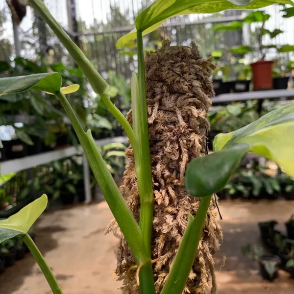 Philodendron Domesticum Variegated - Image 6