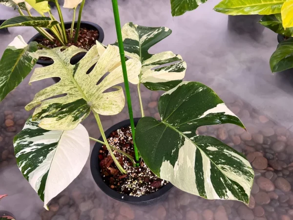 Rare Monstera Mint Deliciosa Borsigiana Variegata Live Plant Fully Rooted 4 Leaves - Image 5