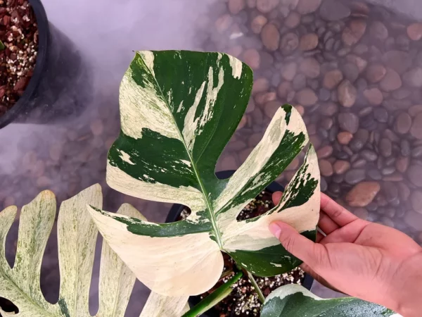 Rare Monstera Mint Deliciosa Borsigiana Variegata Live Plant Fully Rooted 4 Leaves - Image 7