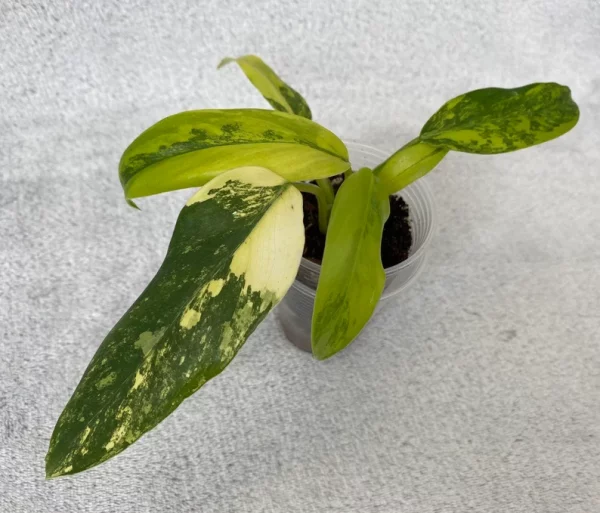 Philodendron domesticum variegated - Image 7