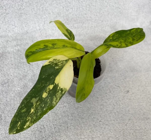 Philodendron domesticum variegated - Image 4