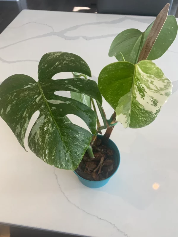 Monstera Albo FULL PLANT