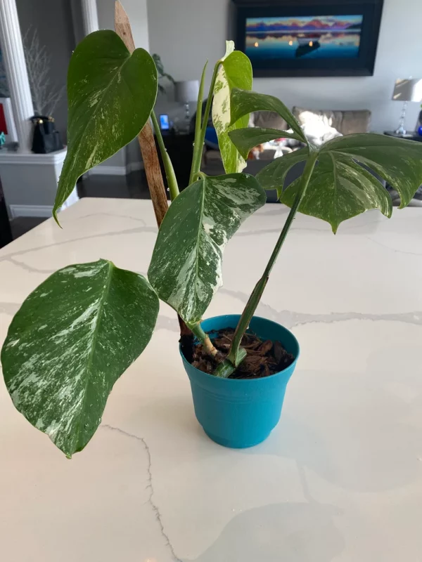 Monstera Albo FULL PLANT - Image 7