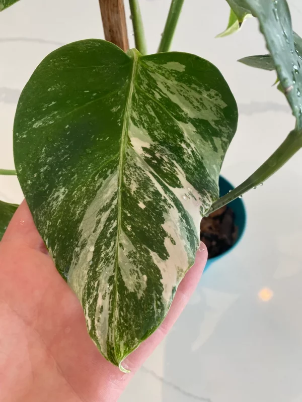 Monstera Albo FULL PLANT - Image 4