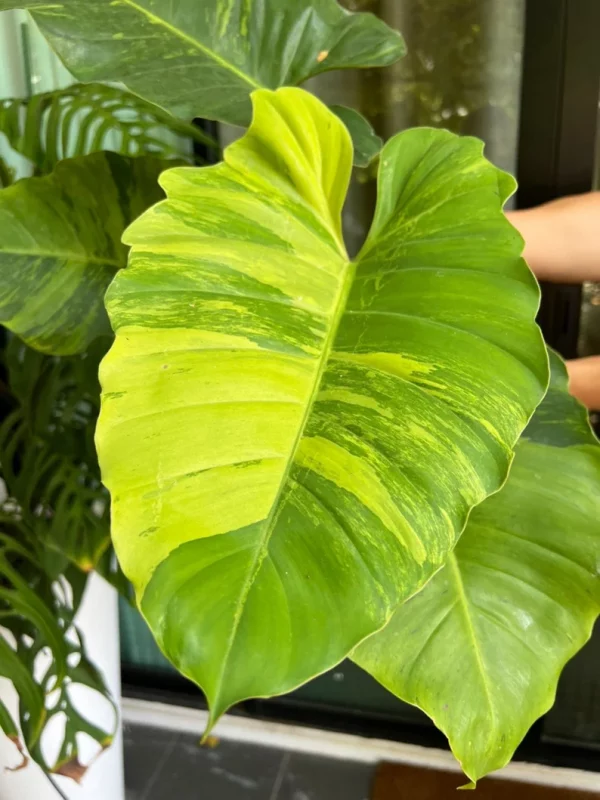 Philodendron Jungle Fever Variegated Fully Rooted Plant Big Size - Image 4