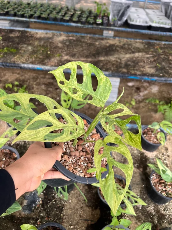 Lot of 5x Monstera Adansonii Mint Variegation Rooted Plants - Image 6