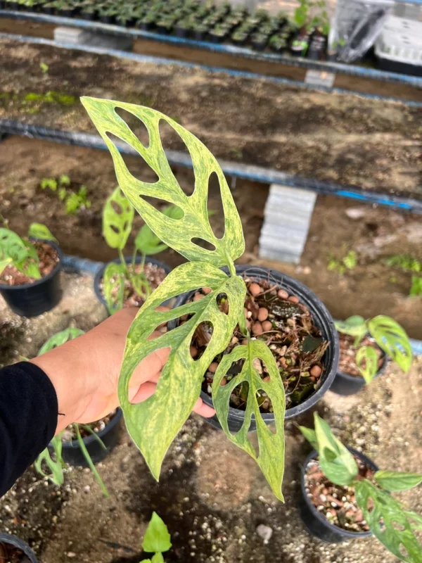 Lot of 5x Monstera Adansonii Mint Variegation Rooted Plants - Image 2