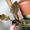 Highly Variegated Philodendron Caramel Marble rooted plant ( pic.2-9th), RARE#1 - Image 9