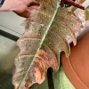 Highly Variegated Philodendron Caramel Marble rooted plant ( pic.2-9th), RARE#1 - Image 6