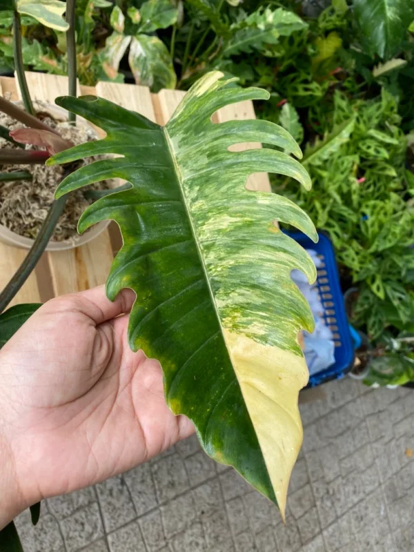 Rare Big Size Philodendron Caramel Marble Variegated Fully Rooted Plant 9 leaves - Image 5