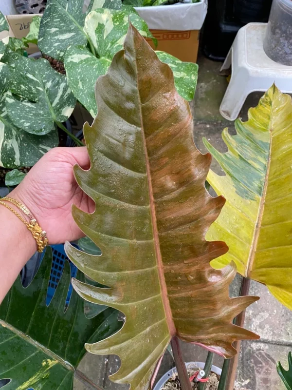 Rare Big Size Philodendron Caramel Marble Variegated Fully Rooted Plant 9 leaves - Image 7